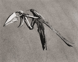 Feathers &amp; Bones photo by Edward Weston, 1936