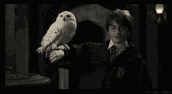 cations:  Hello, my name’s Harry Potter. This is Hedwig. 