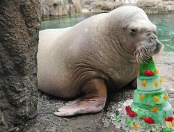 Livingdaybyday:  Kari-Shma:  A Walrus Named “Nuka” Snacks On A Holiday Cake At