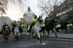  Mounted police ride during a protest in Westminster in central London December 9, 2010. (REUTERS/Stefan Wermuth) 