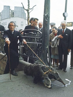 what-the-fuck-kate:  orientaltiger:  Salvador Dali taking his anteater for a walk.   WHY CAN&rsquo;T I HAVE A PET ANTEATER?