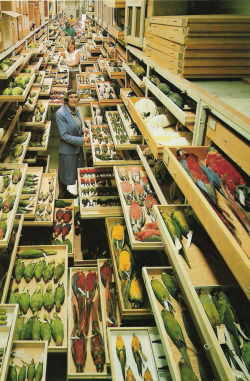 sore-thumbelina:  Natural History Museum London in the 1970’s 