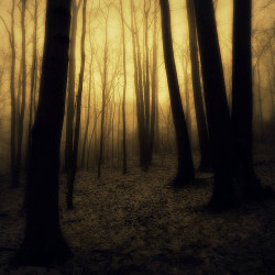 awakeinthedream:  Fog on the mountain (by