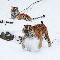 allcreatures:  Five-year-old Siberian tigers Wassja and Mandschu play with a giant snow  ball at Wuppertal Zoo in Germany. Picture: BARBARA SCHEER / ANIMAL PRESS / BARCROFT MEDIA 