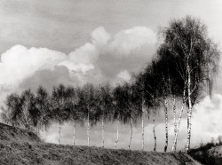 Birch trees and clouds photo by Robert Bothner, 1950