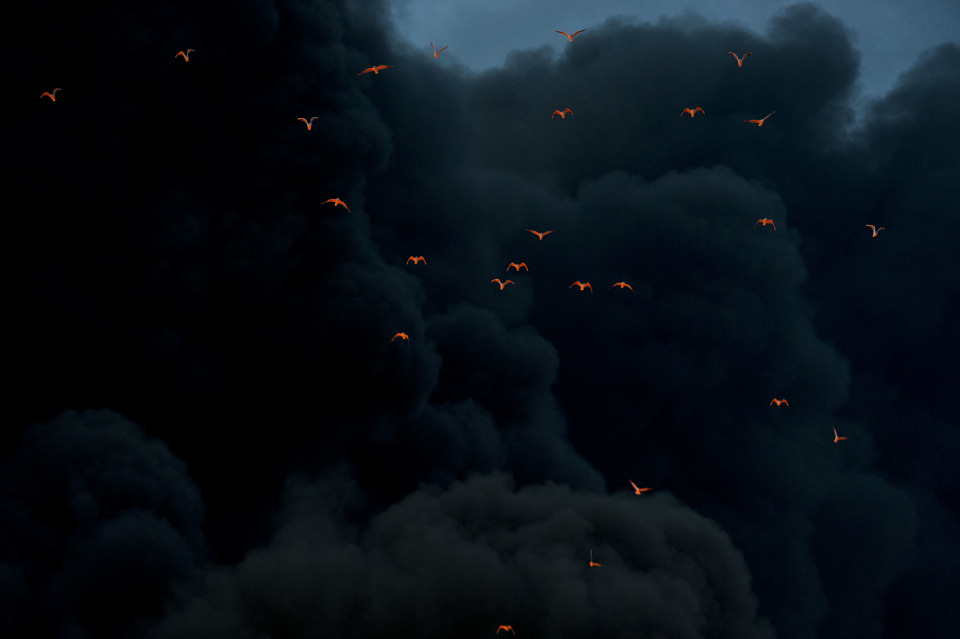  Fire reflected on birds in smoke, at Moerdijk, the Netherlands 