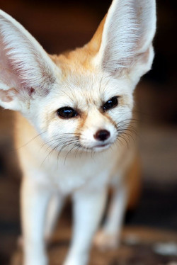 bornwithglitter:  raspberrytart:  Fennec fox (by IN CHERL KIM)  OHMYGOD ITS FACIAL EXPRESSION. 