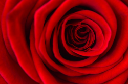 A rose is a rose is a rose is a rose. That&rsquo;s a marvellous picture.