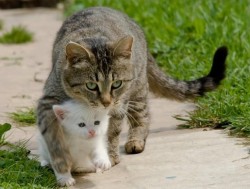 Miezekatzen: I Protect You Catasters Somebody In The Off Is Looking For Serious Trouble&Amp;Hellip;