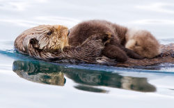rabbithugs:  soft-intelligence:  mockingnerd:   Females perform all tasks of feeding and raising offspring, and have occasionally been observed caring for orphaned pups.   Much has been written about the level of devotion of sea otter mothers  for their