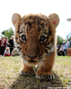 Tiger overload in tumblr lately.  I approve.