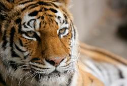 Fuckyeahbigcats:  Photo By: Andy Kenutis  To My New Followers, A Tiger Staredown.