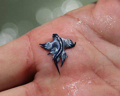  This brilliant Blue Sea Slug is beautifully adapted for life floating upside down