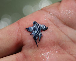  This Brilliant Blue Sea Slug Is Beautifully Adapted For Life Floating Upside Down