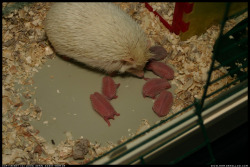 ramirez-dahmer-bundy:  Newborn Hedgehogs. 