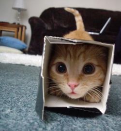 lifeinthetardis:  Oh my shit. Is that a kitten in a box? 