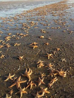 lindsaaymarie:  An old man walked across the beach until he came across a young boy throwing something into the breaking waves. Upon closer inspection, the old man could see that the boy was tossing stranded starfish from the sandy beach, back into the