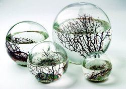 gardenofverses:  “Inside these sealed glass balls live shrimp, algae, and bacteria, all swimming around in filtered seawater. Put it somewhere with some light, and this little ecosystem will chug along happily for years, no feeding or cleaning necessary,
