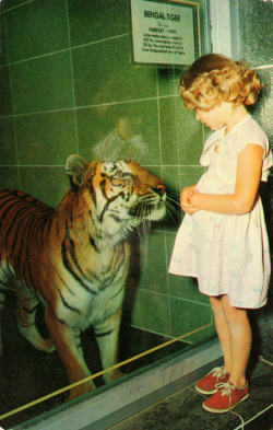 aubesclaires:  Pink dress, obsession with tigers?  I think I found my estranged child. 