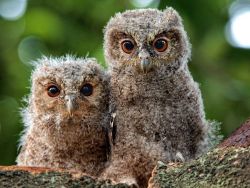 skysignal:   Photograph by Irawan Subingar. These two owlets are known as Sunda scops (Otus lempiji). 
