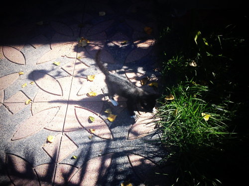 My little cat playing in my house’s front garden. (Taken with picplz.)