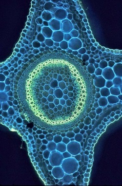 scipsy:  This is a cross section of the stem of the plant commonly