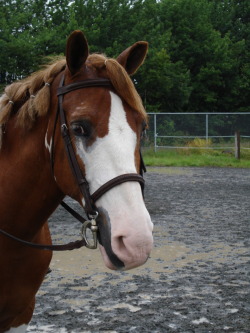 the pony I used to ride &lt;3 he is absolutely amazing and i love him to death!