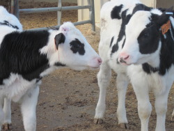 cows are so fucking cuuute, i don&rsquo;t understand how anyone can eat them omggg. they&rsquo;re sooo cuuute look at them.
