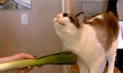 dr-42:  makorralicious:  permanentchaos:  the-winchester-initiative:   Welcome to the internet. Here is a cat being scratched with a vegetable.  BUT KYO HATES LEEKS    ^SAME  BUT THE LEEKS WILL HEAL YOUR PATE! 