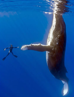 jack-sally:  sabrinaandtheworld:  chuushite: The Whale… If you read a recent front page story of the San Francisco Chronicle, you would have read about a female humpback whale who had become entangled in a spider web of crab traps and lines. She was
