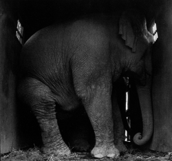  Jill Freedman. Circus Days 1971  Squeezed Elephant I 1971 