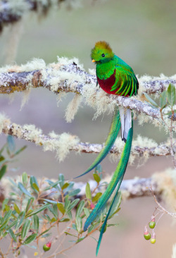 yolktuba:  bereweillschmidt:  lavender-ice:  what is this. magical bird.  Quetzal. That bird is a Quetzal and it can be found on Western Mexico.  It’s on a near threatened status.  Specifically, it is a male resplendent quetzal! 