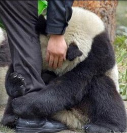  “Urso panda que sobreviveu ao tsunami no Japão, assustado, abraça a perna de um policial”.   OOOOOOOOOOOOOOOOOOONW ):  