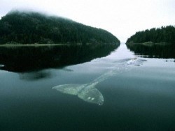 The Loneliest Whale in the World. In 2004, The New York Times wrote an article about the loneliest whale in the world. Scientists have been tracking her since 1992 and they discovered the problem: She isn’t like any other baleen whale. Unlike all