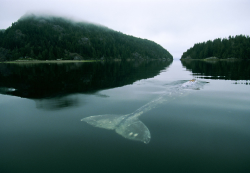 erickimberlinbowley:  The Loneliest Whale in the World. In 2004, The New York Times wrote an article about the loneliest whale in the world. Scientists have been tracking her since 1992 and they discovered the problem: She isn’t like any other baleen