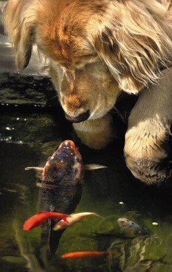 magicalnaturetour:  Friendship at the Water’s