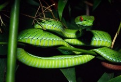 Tam-A-Lee:  (Via The Featured Creature) Ruby Eyed Green Pit Viper 