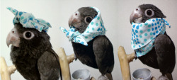 birdyrevolution:  tama-cha:  スカーフ1枚で色々楽しめます　#bird_smile on Twitpic  Dear….God… teh cuteness! 
