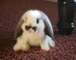 I want a baby male bunny with long ears <3