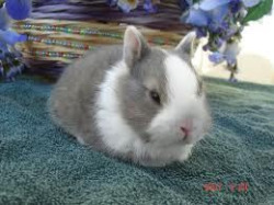 Or a dwarf bunny soo that he can never grow!!!!!