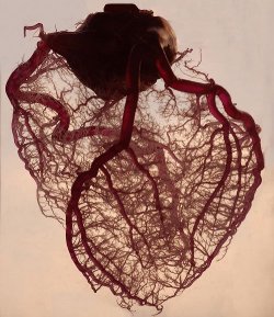  “The Human Heart Stripped Of Fat And Muscle, With Just The Angel Veins Exposed.”