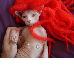 catswag:  Sphynx Cat as Redhead with Nipple Rings 