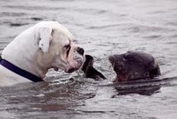 apsies:  This inquisitive dog was left stunned when a playful young seal gave him a friendly slap on the cheek after he bounded into the sea during a game of fetch. The seal patted the bull mastiff on the face during the encounter after he chased a tennis