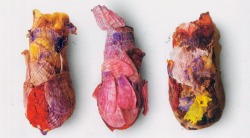 faeriesandgypsies:  National Geographic December, 2010 / photo by: Jerome G. Rozen, Jr. Brood cells with petal shingles: Osmia avosetta bees arrange flower petals to create beautiful and unique nests that swaddle their larvae in nutrients and warmth for