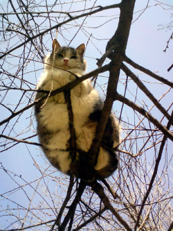 bankuei:  electricgnomies:  rubato:  catladysoul:  how the fuck do cats even work  we just don’t know  the way its front paws are placed means this cat feels comfortable and confident up in that tree  “So.  You are wondering where your friend, the
