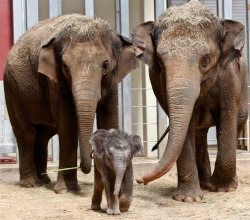 suitep:  An Asian elephant calf, born at the Oklahoma City Zoo April 15, is pictured with her mother, Asha, right, a 16-year old Asian elephant, and her aunt, Chandra, left, a 14-year old Asian Elephant, at the zoo in Oklahoma City, Thursday, April 28.