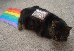 ceq:  AM I DOING IT RIGHT  Awwwwwww real life nyan cat!