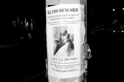 terrysdiary:  Ū,500 REWARD For the safe return of brown chihuahua dog (Harry) 