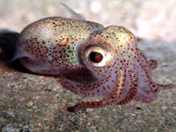 smug-as-a-snake:  7h3hun73r:  CUTIE  That’s the Hawaiian bobtail squid! The first time I saw them in the lab where I worked with them for a summer, they were having sex.  But if you think that’s cute, you should see the babies. Here’s some pics