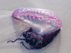 luvurz:  dianevonthirstenberg:  flihrty:  cuteys:  babv:  i wanna touch it  it such a pretty purple omg  i love it  yo man fuck jellyfish  Evacuate do not touch that shit  you can touch the bubble bit its ok i used to do that when i was little then my